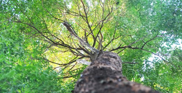 trekking foresta umbra_523408825