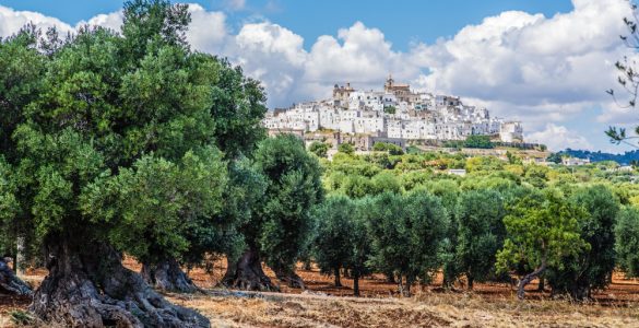 vie dell'olio puglia in bici_1362851810