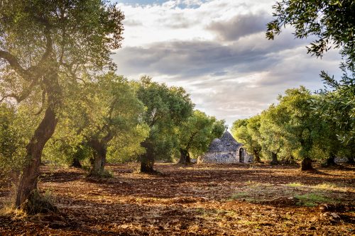 vie dell'olio puglia in bici_593980676