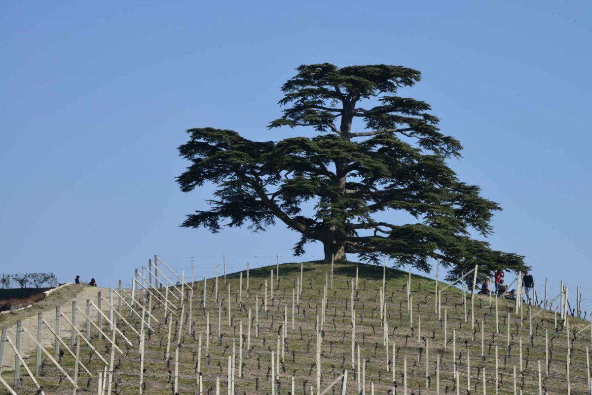 vista_sul_cedro