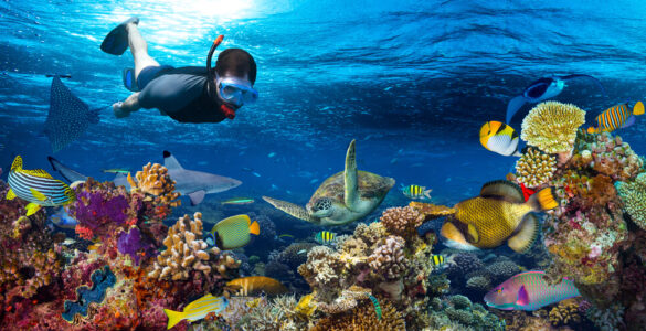 Attrezzatura per iniziare a fare snorkeling