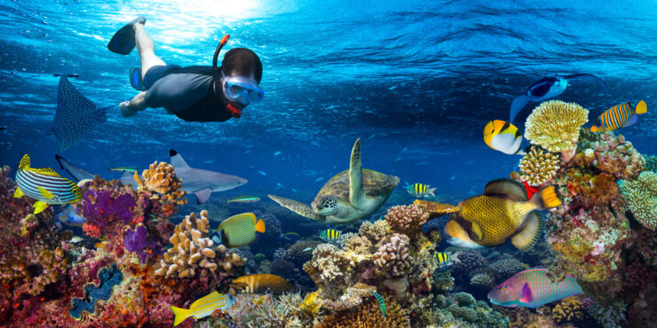 Attrezzatura per iniziare a fare snorkeling