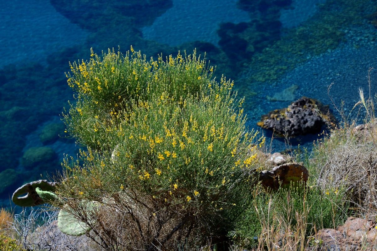 panarea_acqua